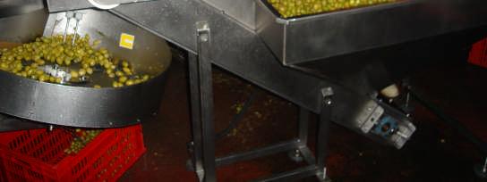 Makineye zeytinler besleme bandı ile verilir.