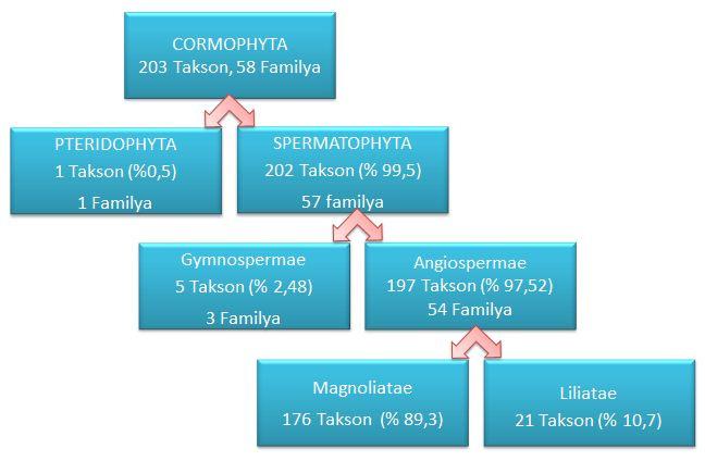 ilişkin 58 familya ve 150 cinse ait toplam 203 vasküler bitki taksonu saptanmıştır.