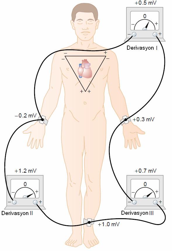 kompleksi arasında geçen süre genelde 0.83 sn dir. Bu ise dakikada 72 vuruya karşı düşer. 2.4 Elektrokardiyogram Kaydetme Yöntemleri 2.4.1 Standart bipolar ekstremite derivasyonlar Şekil 2.