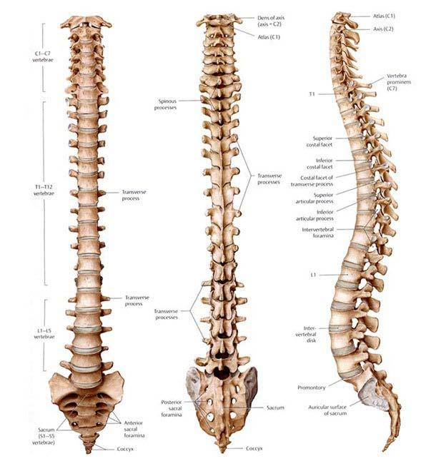 STRÜKTÜREL BİR SİSTEM OLARAK OMURGA İnsan omurgasının ( columna vertebralis ) strüktürel bir sistem olarak