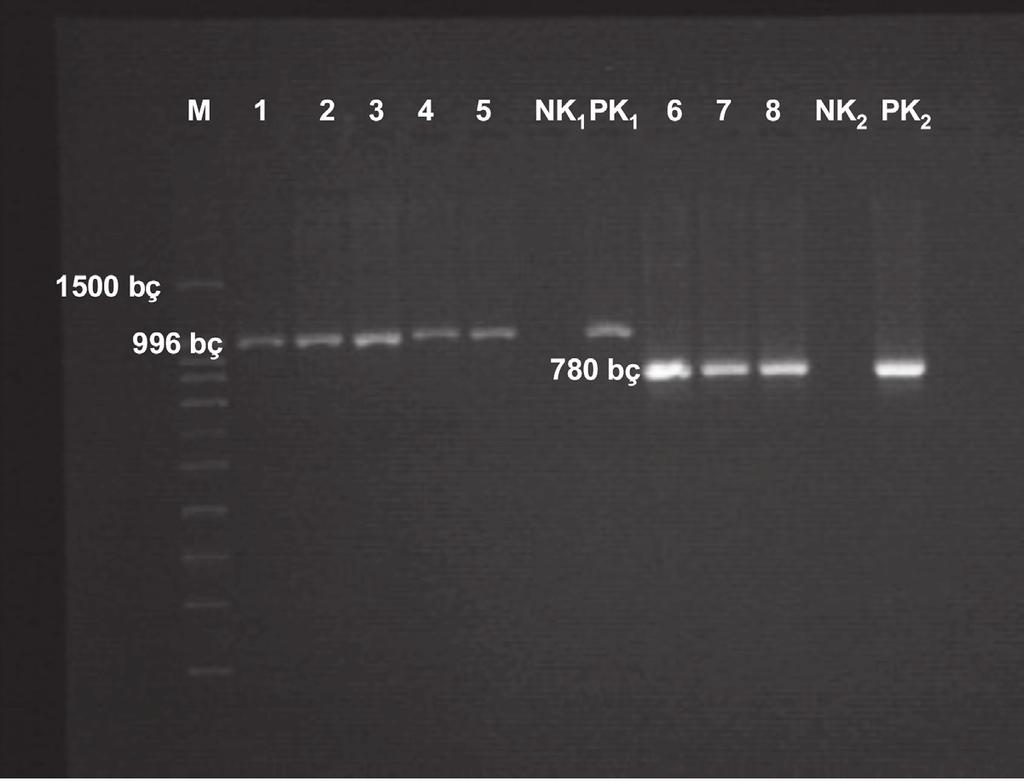 pozitif kotrol, M: Marker (belirleyici) bç+.5kb DNA ladder. Şekil 2. PCR sorası CTX-M-5 ve -3 ezimlerii agaroz jel elektroforez görütüsü.