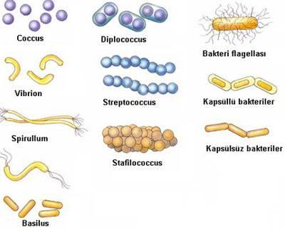 Endospor oluşumu sırasında; -Kromozom kopyalanır ve kopya kromozomun çevresinde duvar oluşur.