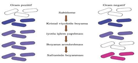 *Hastalık yapan bakterilerin çoğunluğu Gram (-) bakterilerdendir. C)OKSİJEN İHTİYACINA GÖRE BAKTERİLER 1)ZORUNLU AEROB BAKTERİLER: Sadece oksijenli ortamda yaşayabilirler.