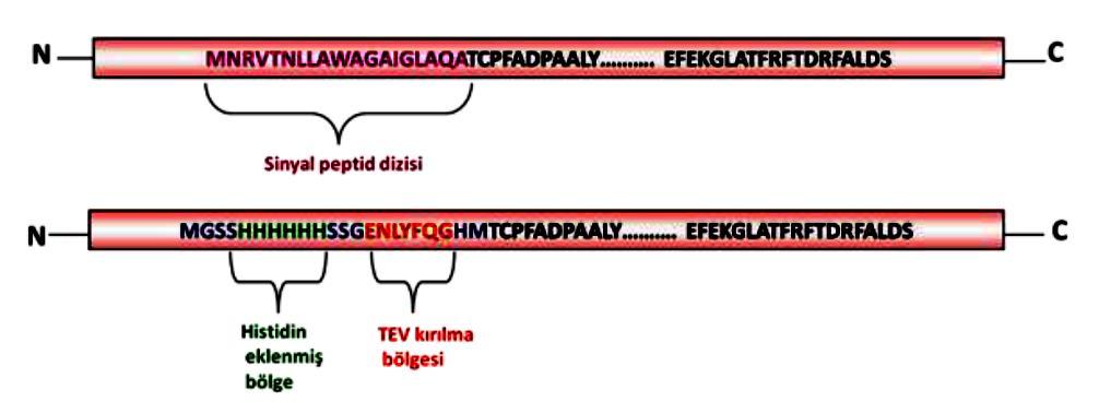 Rekombinant Katalaz-Fenol Oksidazı Sentetik catpo geni pet28 vektörüne aktarılarak E.