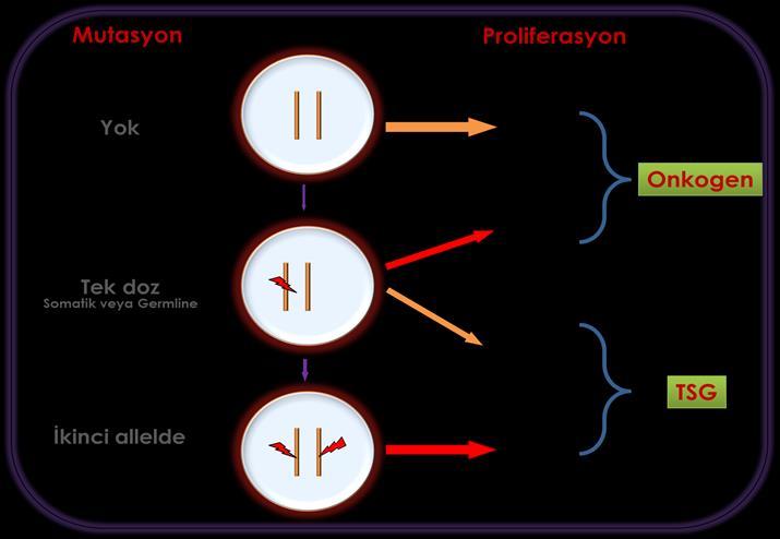 HEMATOLOJİK KANSERLERDE MOLEKÜLER MEKANİZMALAR Hematopoetik hücrelerin yapımı embriyogenez ile birlikte başlar ve fetal karaciğer, timus ve kemik iliğinde fetal hayat boyunca devam eder.