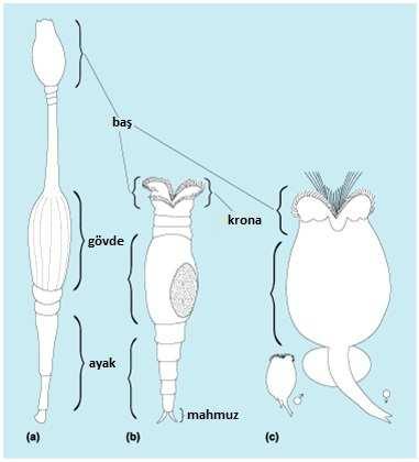 Şekil 2.2 Üç rotifer grubunun genel şekilleri (Jennings ve Mark Welch 2008) a. Seisoneid b. Bdelloid c.