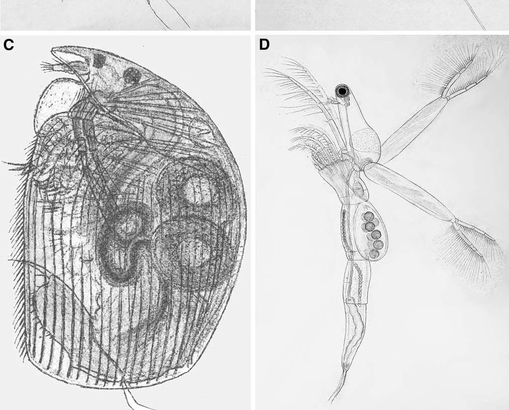 Leptodora kindtii Bazı türlerde örneğin Alona cinsine sahip bireylerde kütikula üzerinde süsler görünebilir.