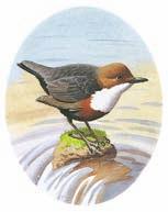Bülbül Luscinia megarhynchos Küçük, ötücü ve zor görülen bir kuştur. Boyu 15-17 cm dir. Gövdesi kızıl-kahverengi, kuyruğu kızıldır. Ötüşüyle tanınır.