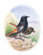 Da larda ve yüksek yaylalarda gözlemlenir. Kara k z lkuyruk Phoenicurus ochruros Küçük, koyu renkli bir ku tur. Boyu 13-14 cm dir.
