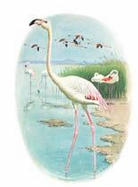 Flamingo Phoenicopterus ruber Pembe rengiyle dikkat çekicidir. K rm z gagas n n ucu sivri ve siyaht r. Uzun boynu ve bacaklar di er belirgin özellikleridir.