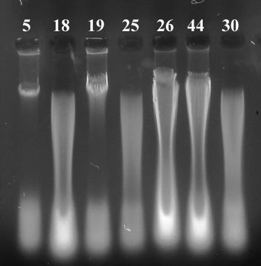İzole edilen genomik DNA ların % 1 lik agaroz jel elektroforezindeki
