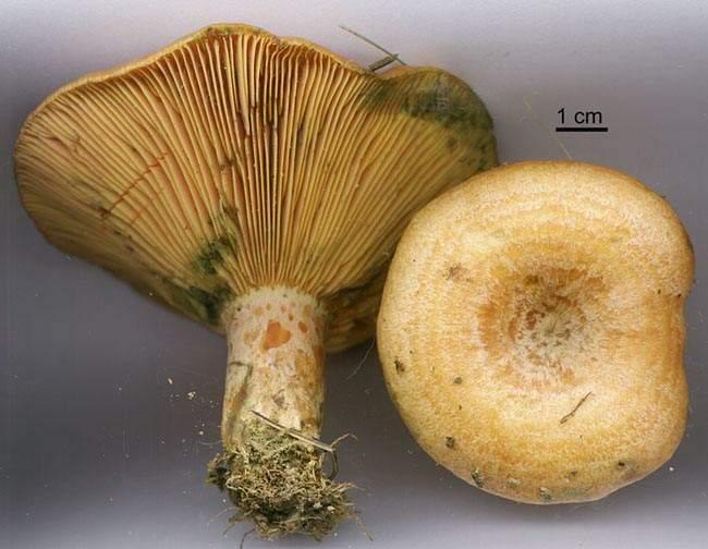 Kanlıca Mantarı (Lactarius delicious) Figure 1. Lactarious species in study area Kanlıca Mantarı (Lactarius salmonicolor) Compared to timber production, mushroom production has some occasions.