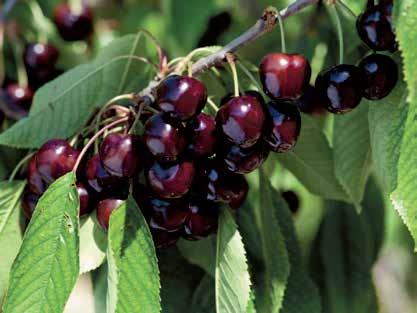 Van Meyve Ağırlığı (gr) (Fruid Weight ) (gr): 8 8,5 Çiçeklenme Dönemi(Flowering Period): Orta Geç (Middle Late) Hasat