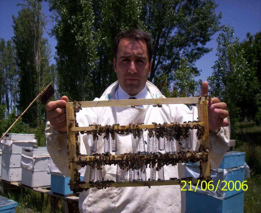 ve bu işlemler her üç dönemde (Haziran, Temmuz, Ağustos) tekrar edilmiştir. Döllü ana arılar deneme kolonilerinde 24 saat kafes içinde tutulduktan sonra serbest bırakılmıştır. Şekil 3.1.