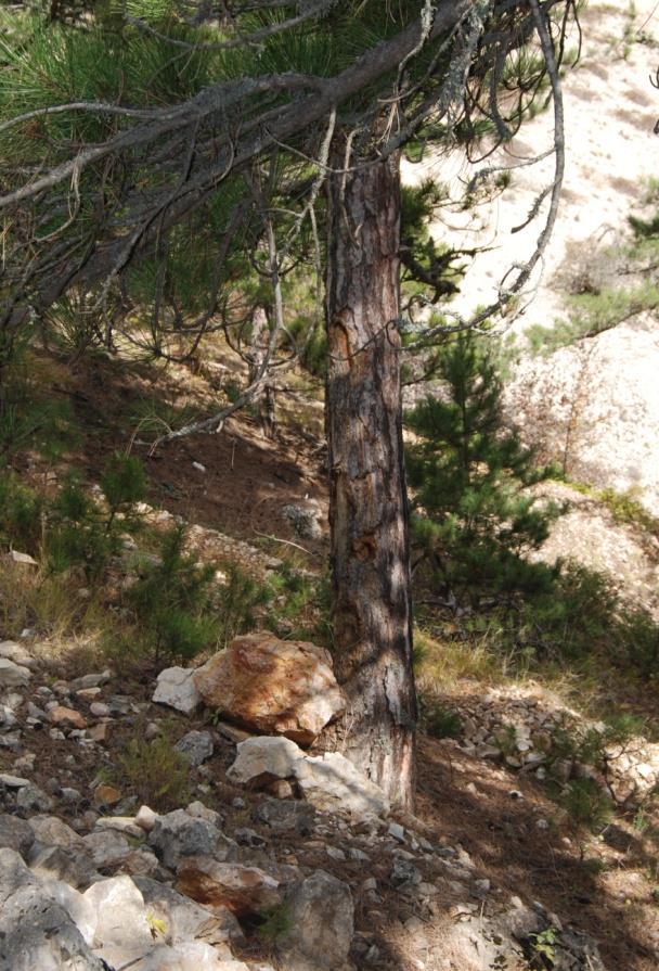 sağlamaktadır. Foto 4: Eğimli yamaçlarda kaya düşmesi ile zarar gören bir ağaç.