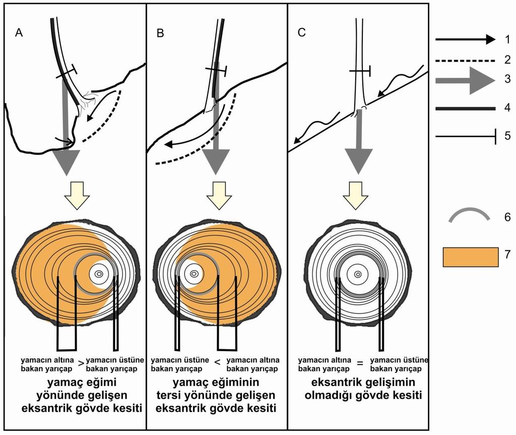 Dendrokronoloji ve Jeomorfoloji: Dendrojeomorfoloji 399 Eksantrik büyüme, bir ağaç gövdesinin bir tarafında geniş, diğer tarafında daha dar halkalar oluşturarak kendini belli eder.