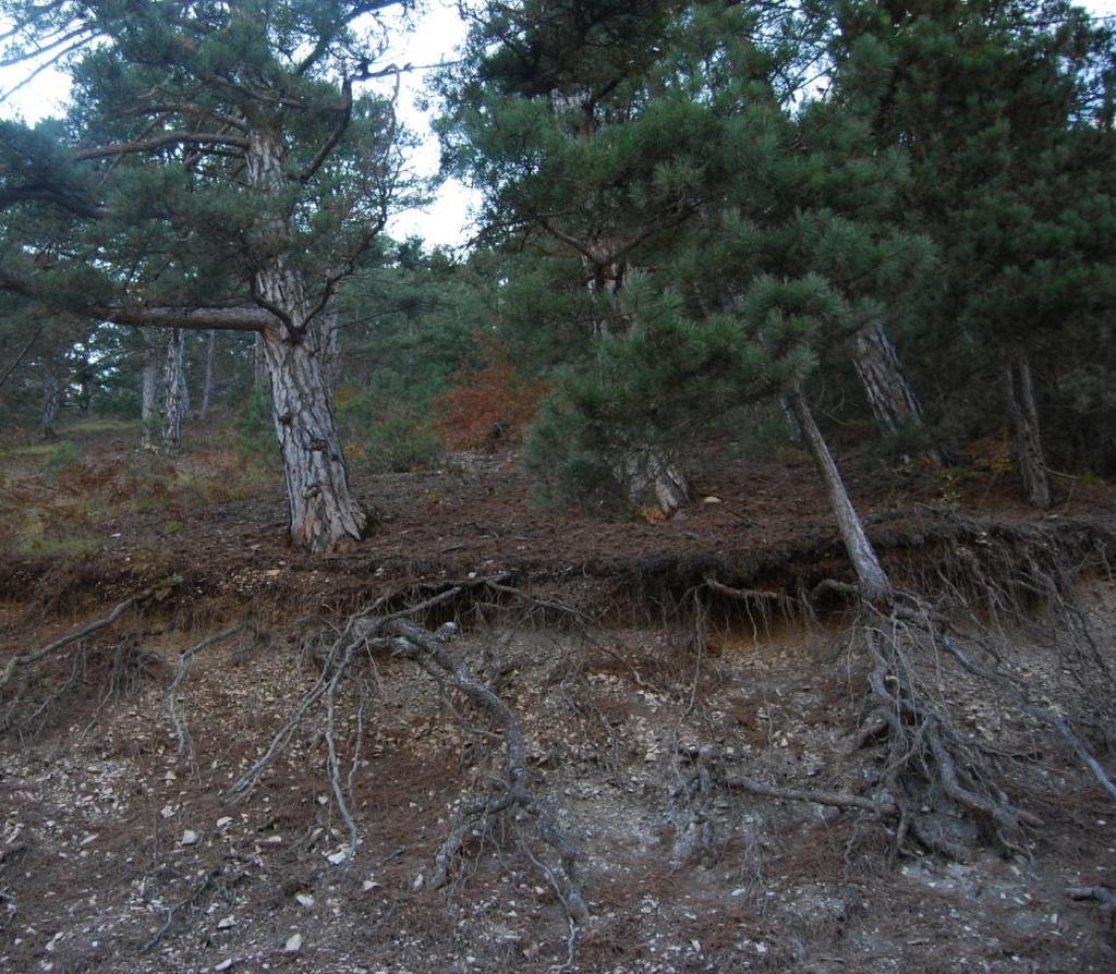 402 Meral Avcı Toprak erozyonu miktarının belirlenmesinde, erozyonla açığa çıkan ağaç kökleri de kullanılmaktadır (Avcı, 2007b ve Foto 5).