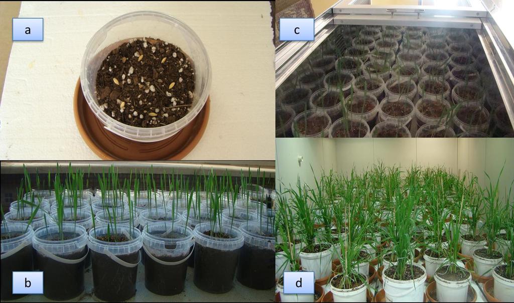 29 Bitkilerin sağlıklı gelişimini sağlamak için toprak+torf+perlit (1:1:1) eşit oranlarda karıştırılarak kullanılmış ve eşit büyüklükteki saksılara ekim yapılmıştır.