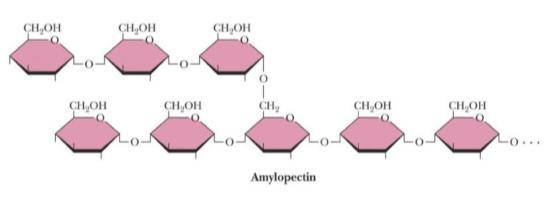 Amilopektin: -1,4 bağlı glukoz birimleri ile -1,6 bağlı dallanma noktalarından oluşur (kristalin) Her 24-30 glukoz kalıntısında bir