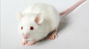 Tip 1 diyabet ve mikrobiyota Rodent çalışmaları Non-obese diabetic (NOD) mice