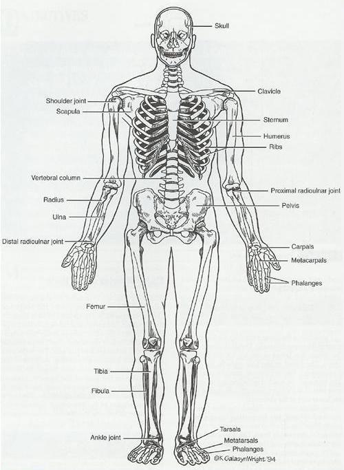 İskelet Yapı (Skeleton) 35 Genel Anatomi Terimleri Servixal: Boyun bölgesi