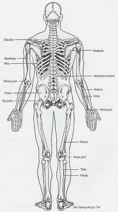 Kalça eklemi bölgesi Popliteal: Diz arka bölgesi Plantar: Ayak tabanı bölgesi