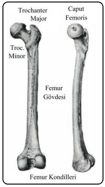 Bacak ve Uyluk Kemikleri 39 Tibia: Kaval