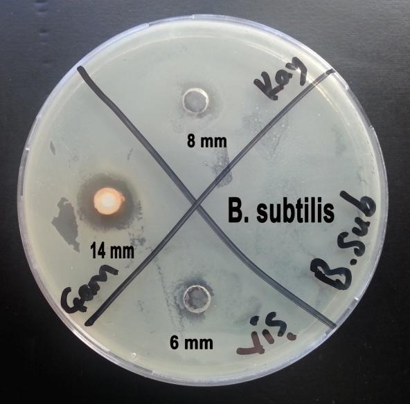 Bacillus subtilis (ATCC-11774): Bu bakteri 14 mm zon ile çam reçinesine duyarlılık göstermiştir.
