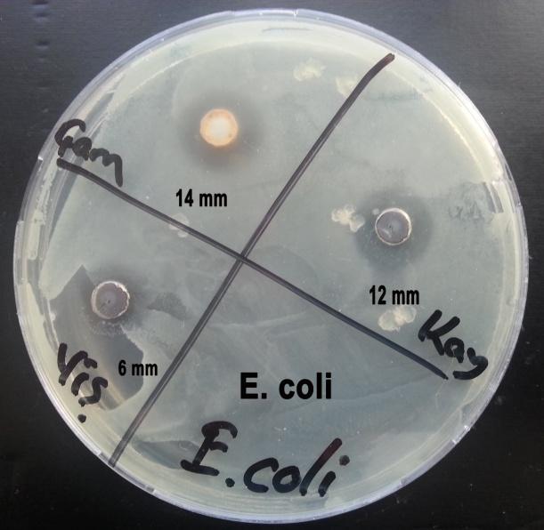 Bacillus subtilis Bakteri Suşuna Karşı Etkinlik Kapasitesi Escherichia coli (ATCC-25922): Bu bakteride her üç numunenin de etkinliği kalıcılık arz etmiştir.
