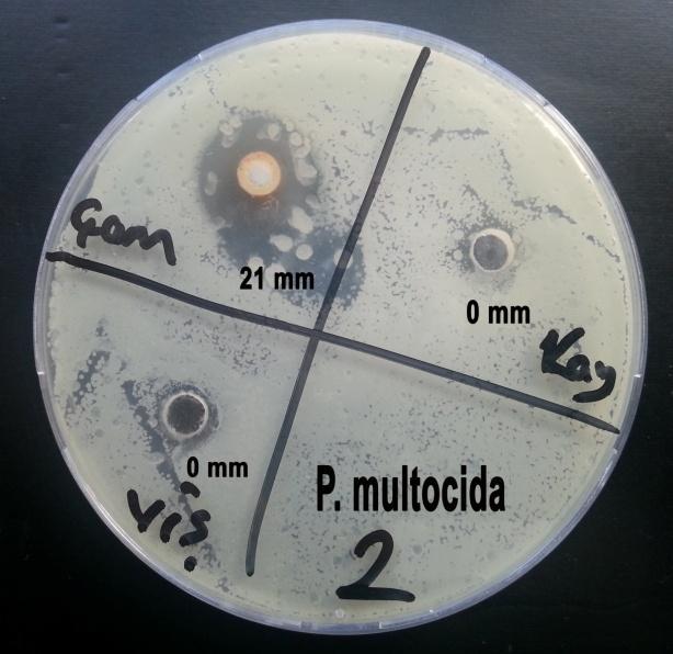 Pasteurella multocida (ATCC-12945): Bu bakteride kalıcı etkinin gözlendiği reçine numunesi sadece 21 mm ile çam reçinesidir.