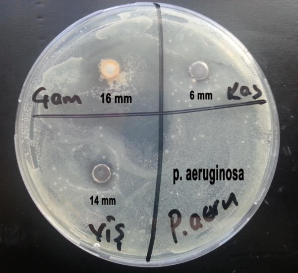 Pasteurella multocida Bakteri Suşuna Karşı Etkinlik Kapasitesi Pseudomonas aeruginosa (ATCC-27853): Bu bakteri suşunda 16 mm ile yine çam reçinesi en büyük etkiyi