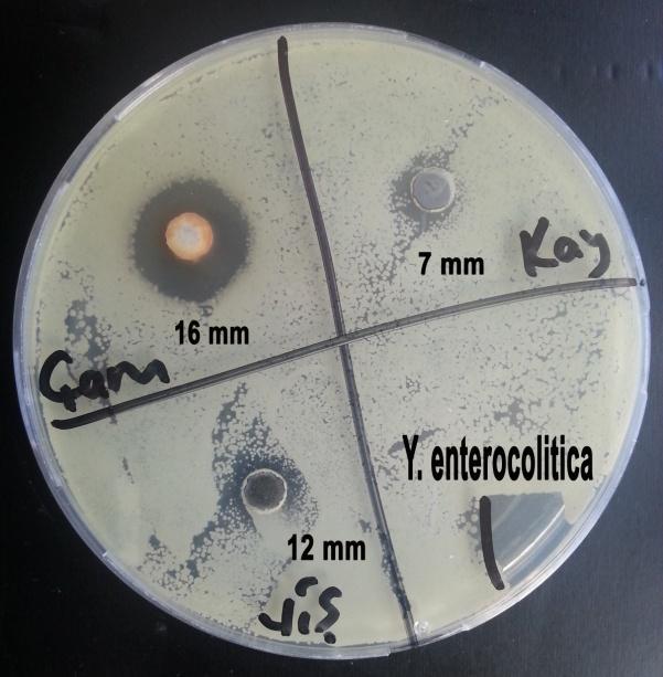 Yersinia enterocolitica (ATCC-27729): Bu bakteri için oluşan 16 mm'lik zon çapı çam reçinesinin antibakteriyal etkisinin üst düzey olmasına katkı sağlamıştır.