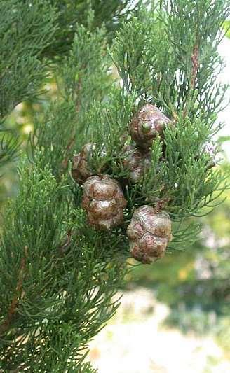 Cupressus