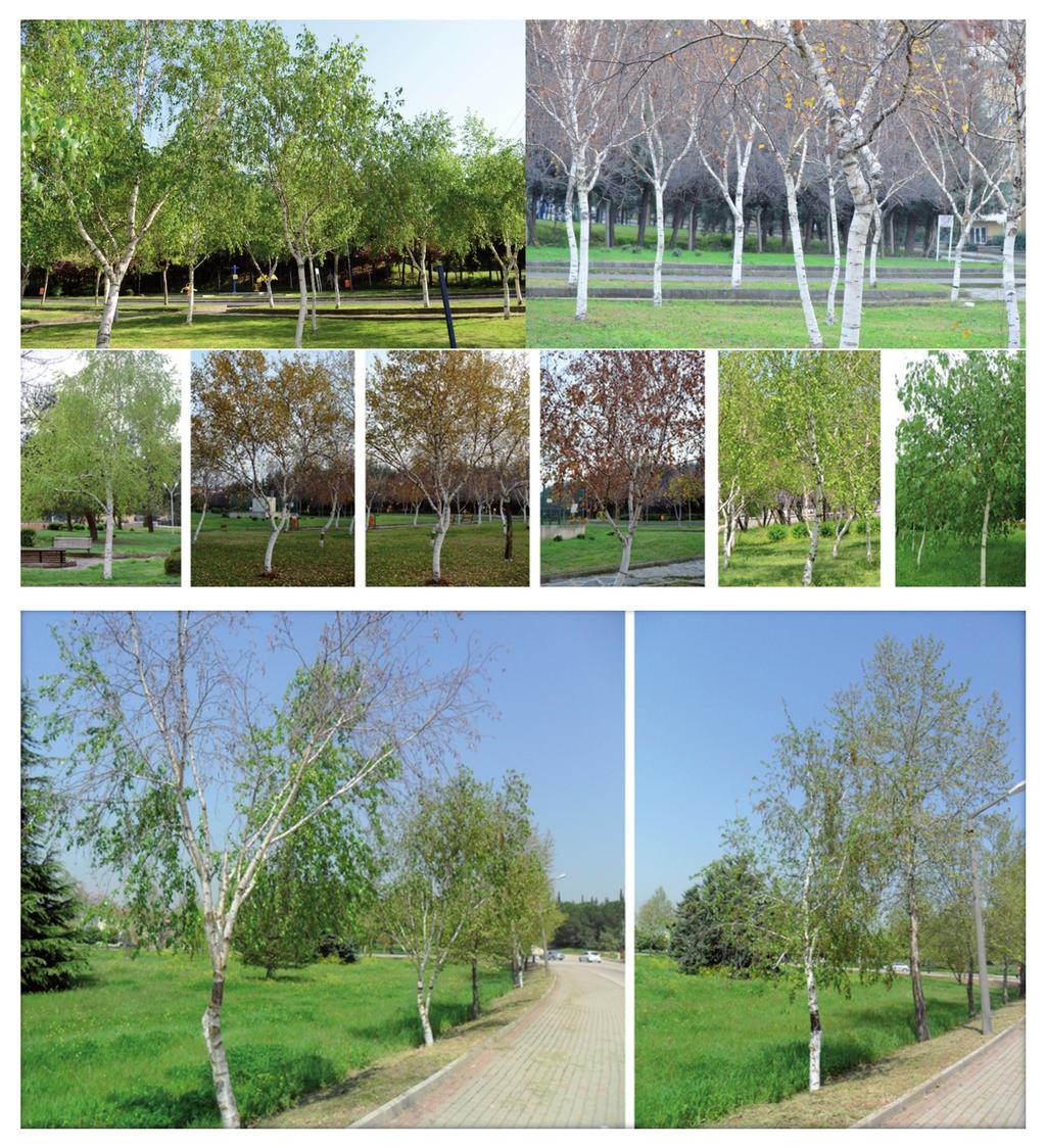 Bıçakçı A, Saatcıoğlu G, Tosunoğlu A Şekil 1. Park, bahçe ve yol kenarlarında dikimi yapılan Betula pendula türüne ait ağaçlar.
