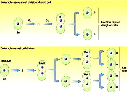 Mitoz bölünme (diploit hücrelerde) Birbiri ile aynı Iki