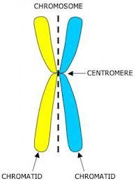 G1 kromozom S