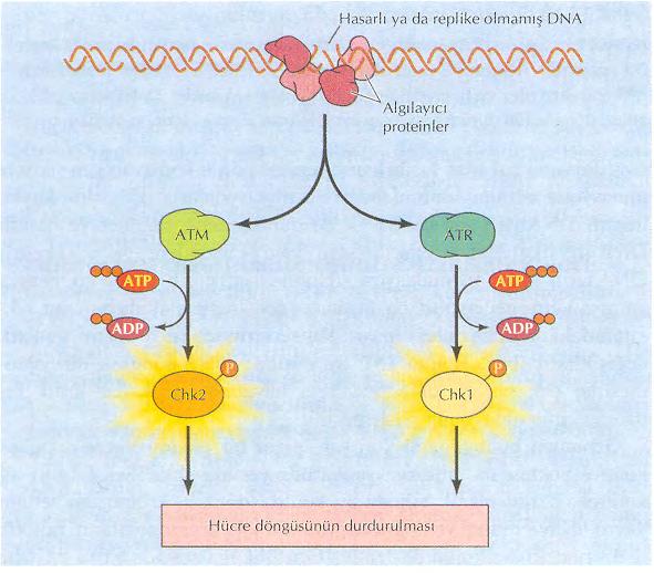 G1 ve S kontrol noktaları Hasarlı yada replike olmamış DNA Algılayıcı Proteinler Ataxia telangiectasia mutated ATM ATR ataxia
