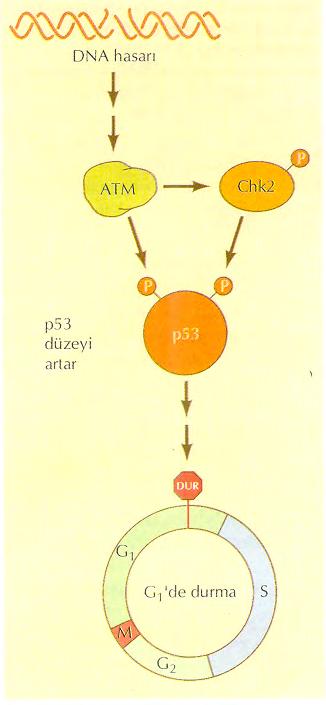 DNA hasarı Memeli ATM Chk2 hücrelerinin G1 noktasında Durması p53 düzeyi artar p53