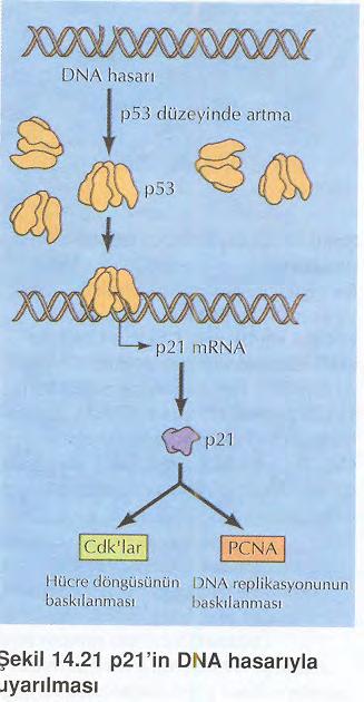 p53 proteini Cdk (sikline bağlı kinaz) inhibitörü olan p21 in DNA hasarı p53 düzeyinde artma p53 ekspresyonunu uyarır.