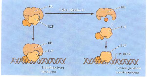 Hücre döngüsünün Rb ve E2F ile düzenlenmesi Rb Cdk4, 6/SiklinD Rb E2F E2F