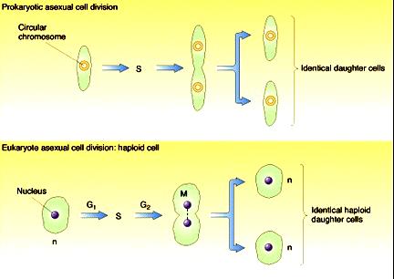 Prokaryotlarda bölünme Halkasal kromozom Birbiri ile aynı i Yavru