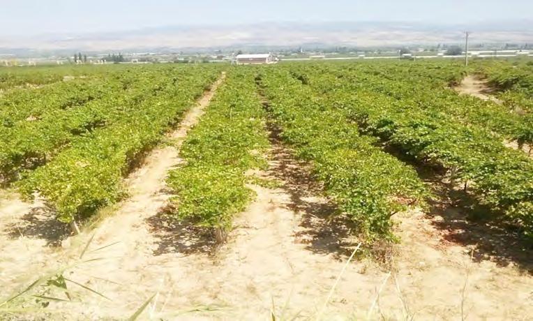 Jeotermal ve Borun Bağlardaki Etkisi Üzüm, değerlendirme şekillerinin çeşitliliği, iç piyasa tüketimi ve ihracattaki payı ile ülkemiz tarımında önemli bir yeri olan, bu nedenle de büyük bir çiftçi