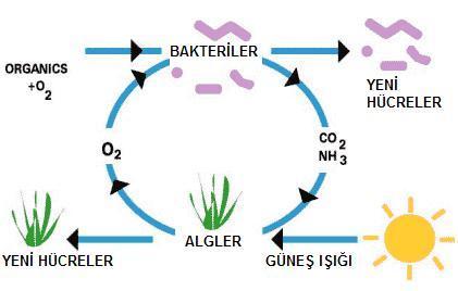 ġekil-1.2 : Alg-bakteri havuzlarındaki biyolojik arıtma iģlemi (www.thewatertreatment.