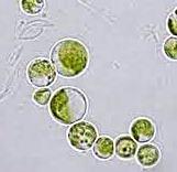 ġekil-1. 4: Chlorella vulgaris Chlorella 2,5 milyar yıllık, tek hücreli, tatlı sularda bulunan ve yaģayan bitkilerin içinde bir defada en yüksek üreme hızına sahip algdir.