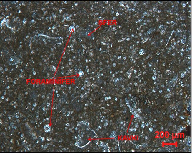 Fotoğraf 2. Derdere Formasyonuna ait Vaketaşı nın mikroskop görüntüsü (Dunham, 1962): Planktonik foraminiferli, kavkılı, sferli, çökel fasiyesi. Fotoğraf 3.