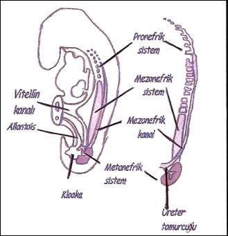 Şekil 1: Pronefroz, mezonefroz, metanefroz Pronefroz ilkel omurgalı canlıların böbreklerini oluşturur, insan embriyosunda 4.