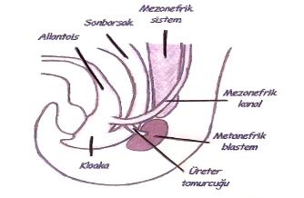 Şekil 2: Böbrek ve idrar yollarının gelişimi Metanefrik blasteme gömülmüş üreter tomurcuğu Metanefroz (kalıcı böbrek) intrauterin dönemdeki üçüncü üriner sistem olarak kabul edilir ve gebeliğin 5.