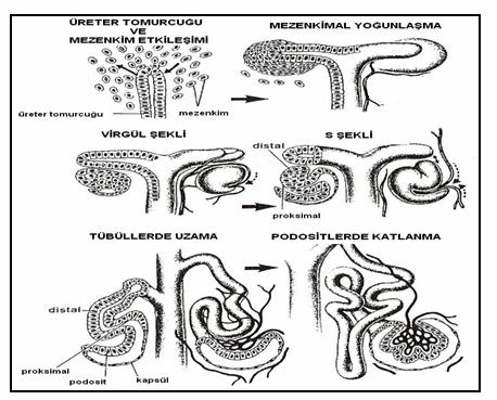 Şekil 4: Üreter tomurcuğu ve mezenkim etkileşimi Metanefrik doku hücreleri tübüllerin tetikleyici etkisiyle renal vezikül olarak bilinen küçük keseciklere dönüşerek küçük tübülleri meydana getirir.