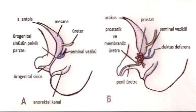 Şekil 9: Ürogenital sinüsün mesane ve kalıcı ürogenital sinüse gelişimi Mesane başlangıçta allantoisle ilişkilidir.