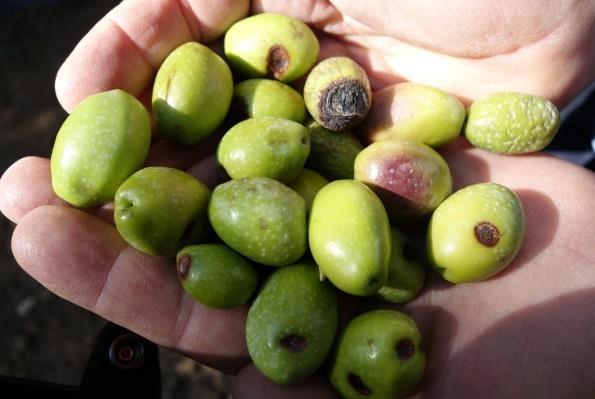 En iyi kalitede sofralık zeytin elde etmek için sadece sert, lekesiz ve sağlam meyveler kullanılır.